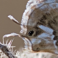 Cacyreus marshalli